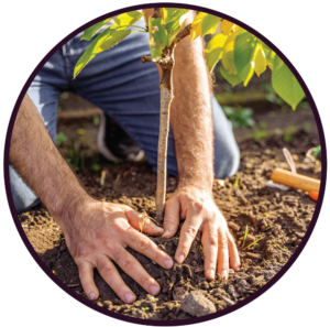 Tree Planting