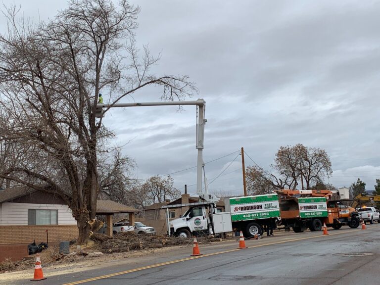 Tree Service St.George Utah