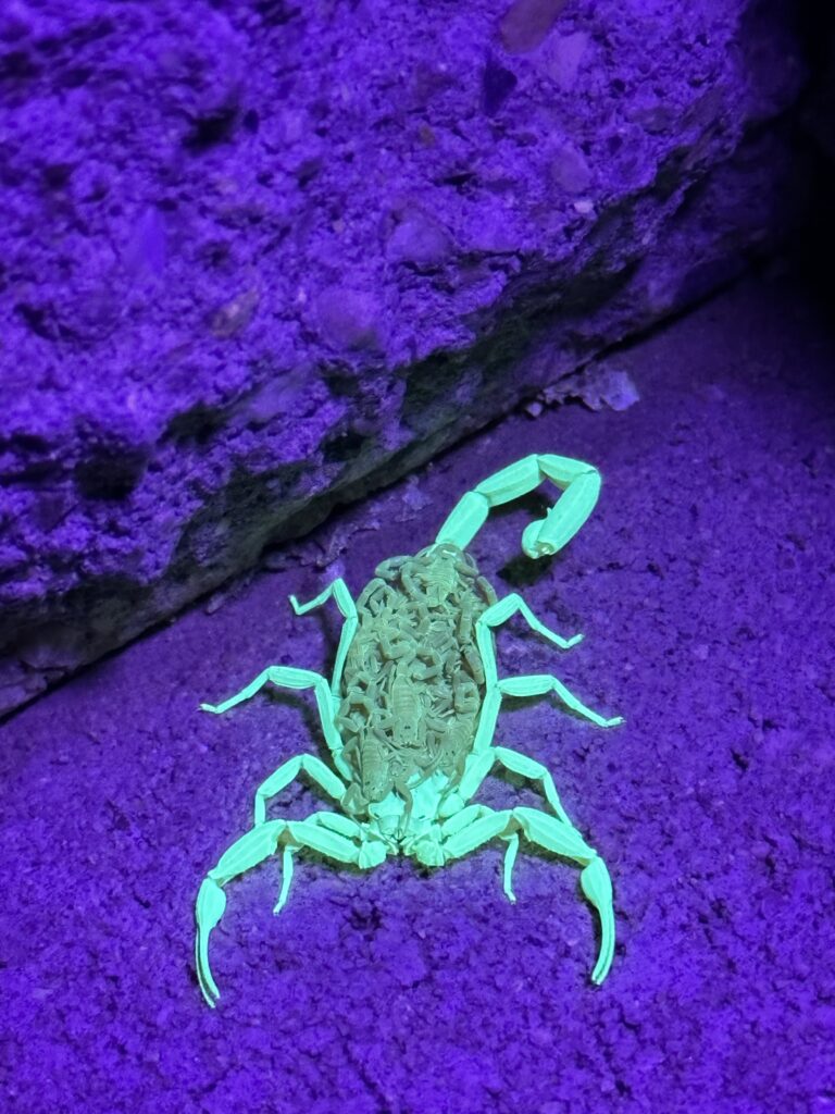 Arizona Bark Scorpion Light tan Arizona bark scorpion on a stucco wall glowing under UV light.
