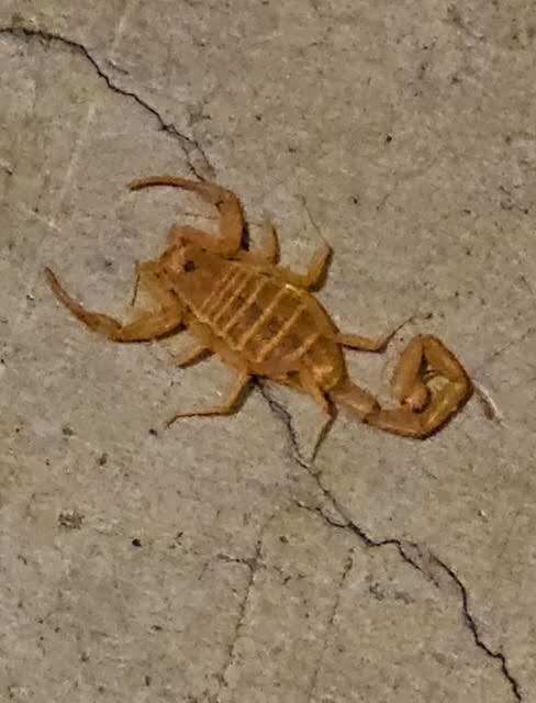 Arizona Bark Scorpion Light tan scorpion on concrete, showing slender body and thin pincers, typical of an Arizona bark scorpion.