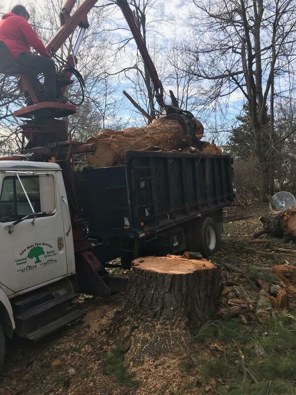 Removing Tree - putting truck into truck