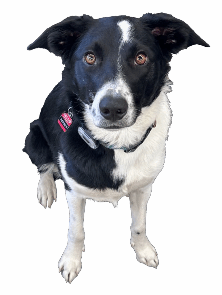 Pepper the Mascot