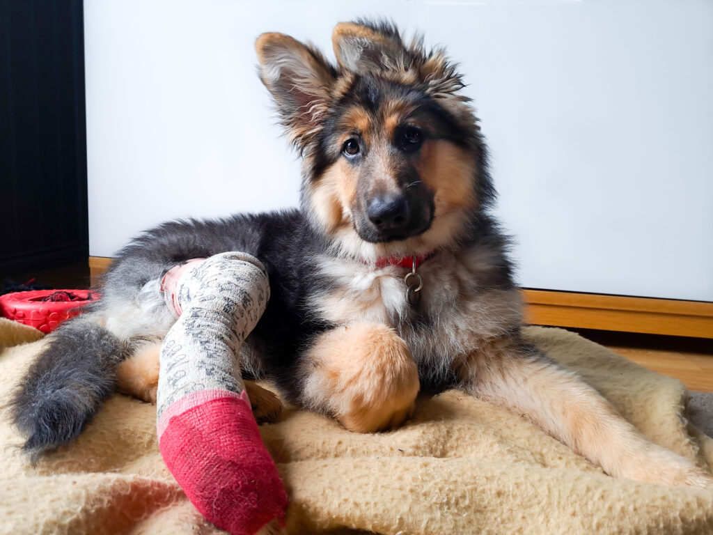 Clovis Veterinary Hospital therapy dog resting with a plush toy