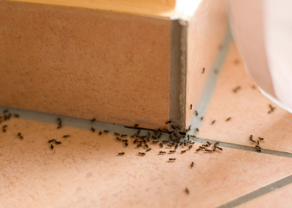 image of a website for busines Advanced Termite & Pest Control