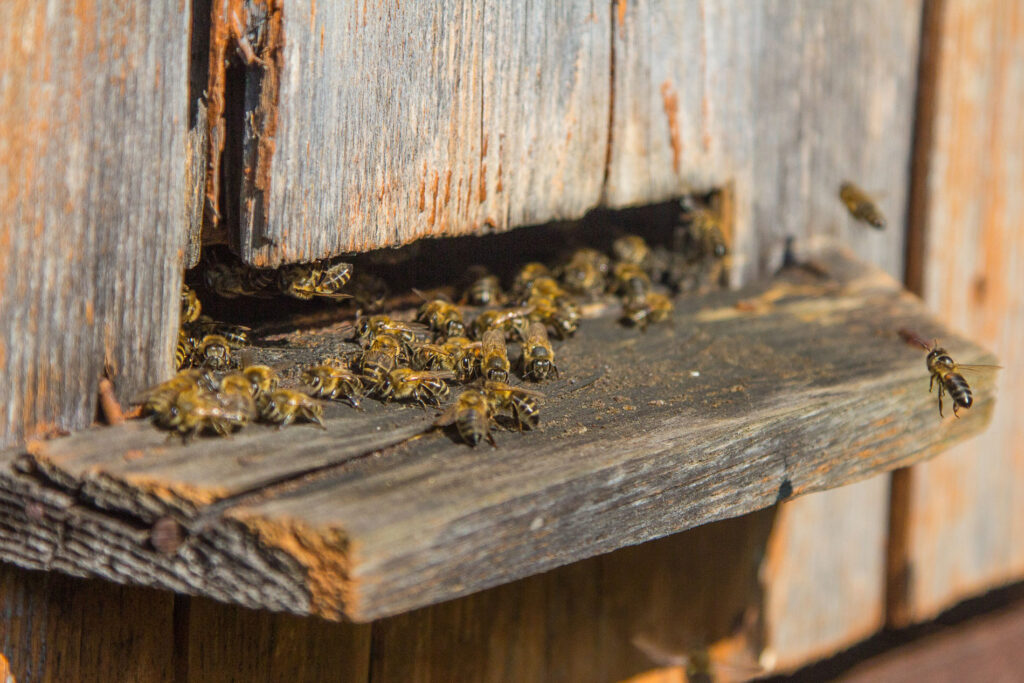 Image of a bushes for Advanced Termite & Pest Control website