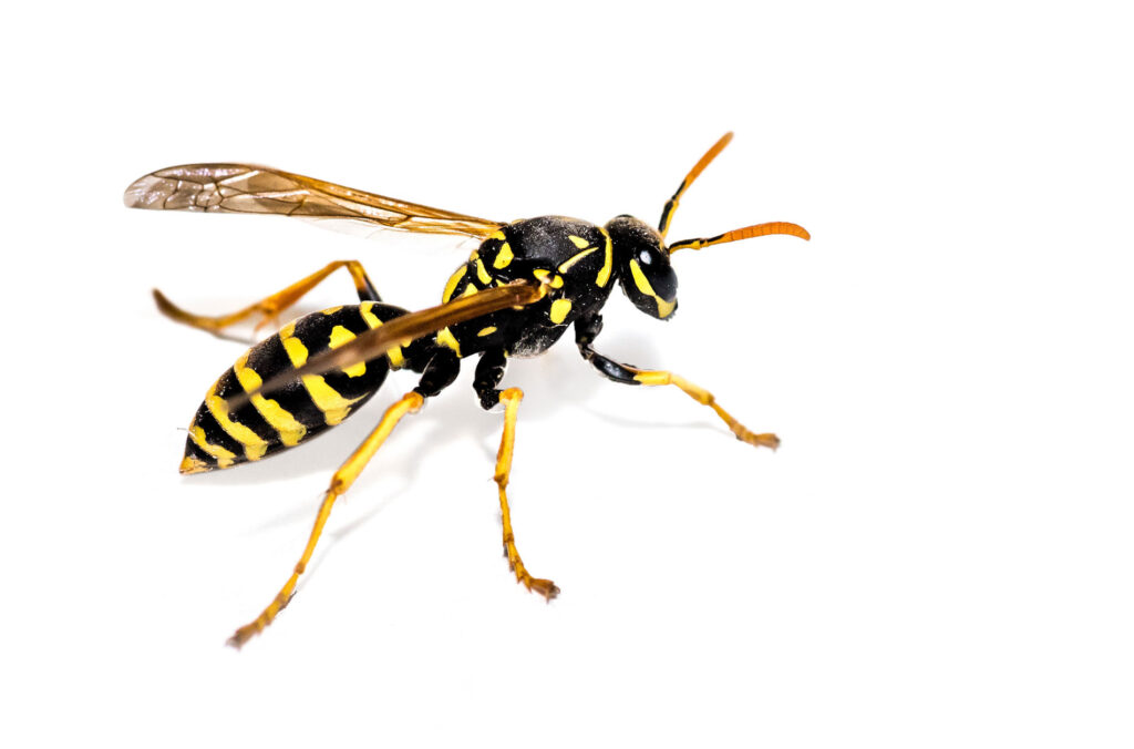 Termite & Pest Control