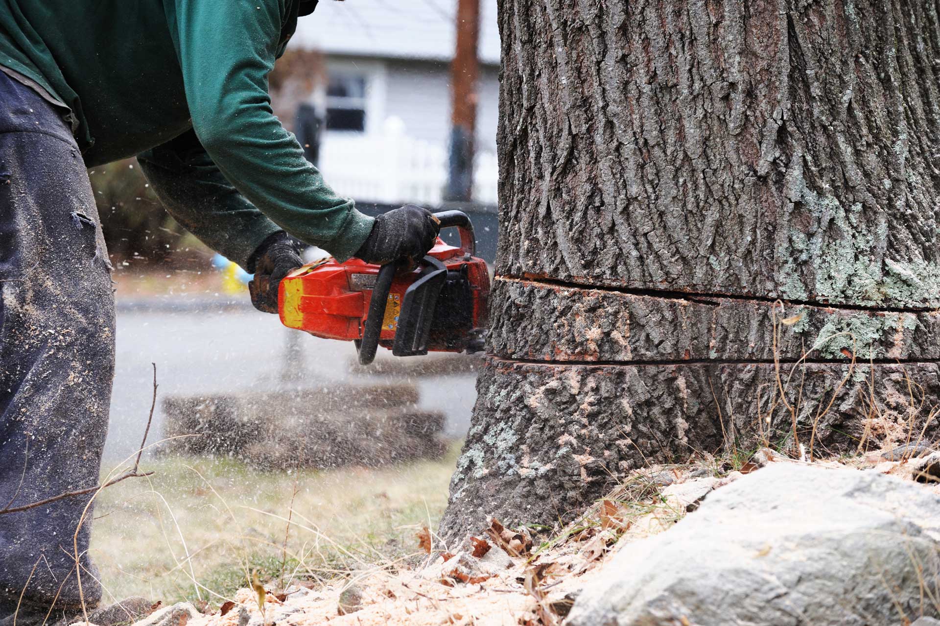 tree cutting, sawing