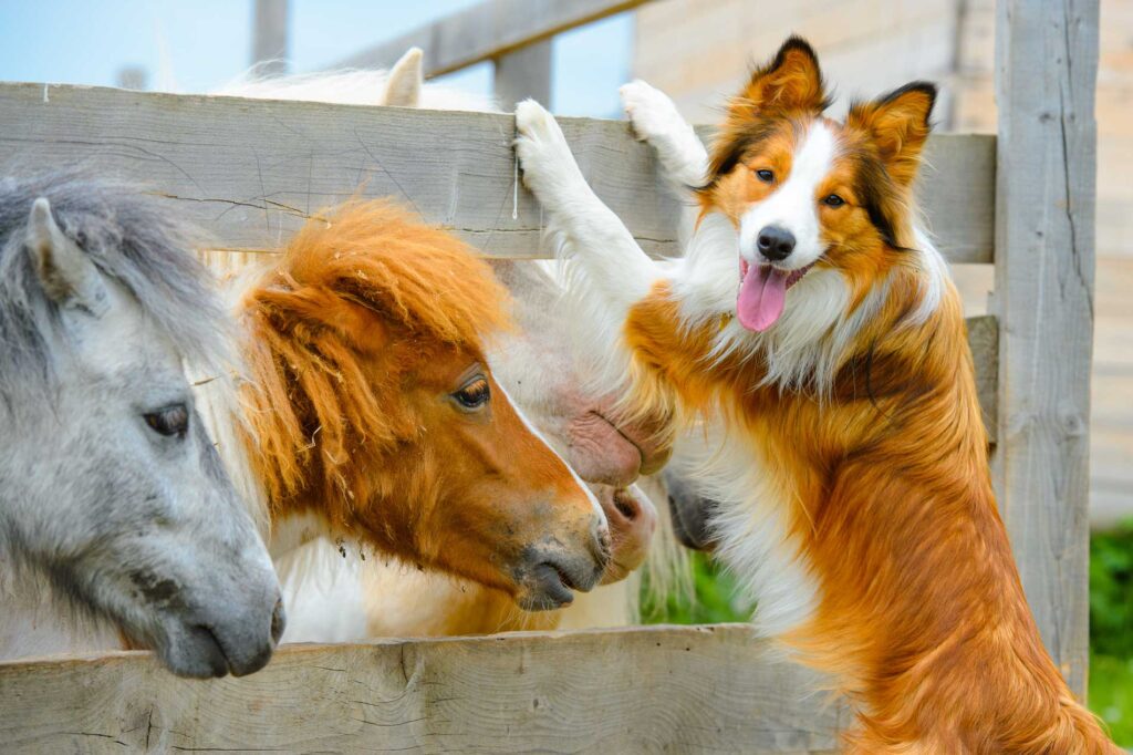 Cole Insurance Agency LLC farm dogs and cattle on a ranch