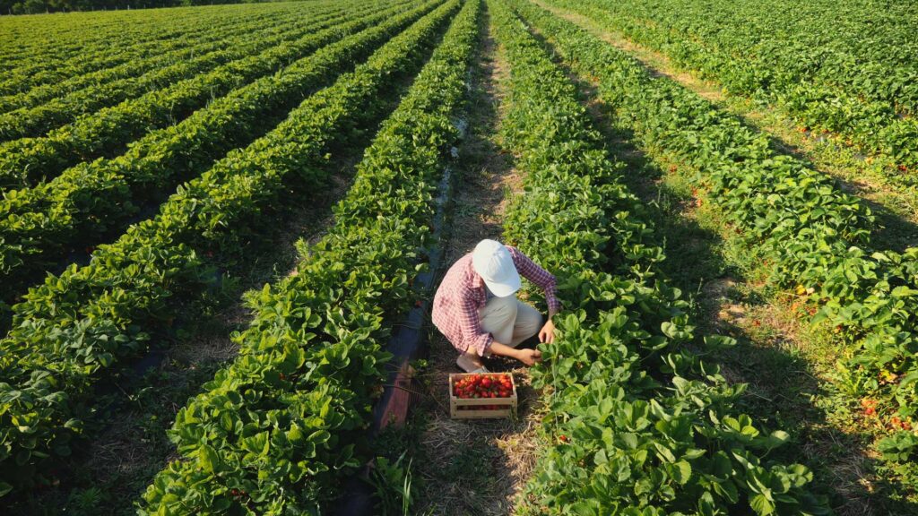 Farmer picking fresh vegetables in a green field for Cole Insurance Agency LLC