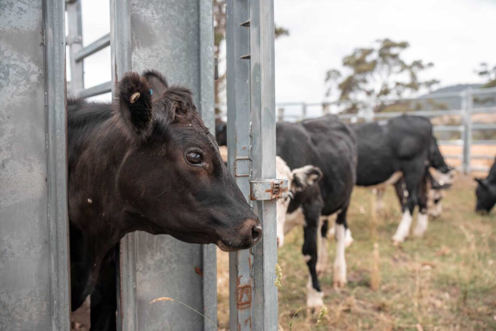 Cattle in a pasture behind a metal gate for Cole Insurance Agency LLC