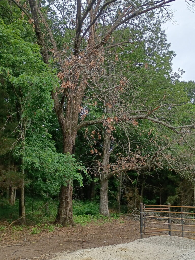 Southwest Missouri Tree Service: large damaged tree with broken, leafless branches in a wooded yard