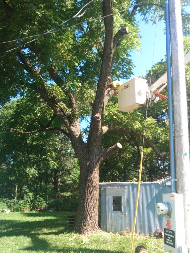 Southwest Missouri Tree Service trimming a large tree with bucket lift for safe powerline clearance