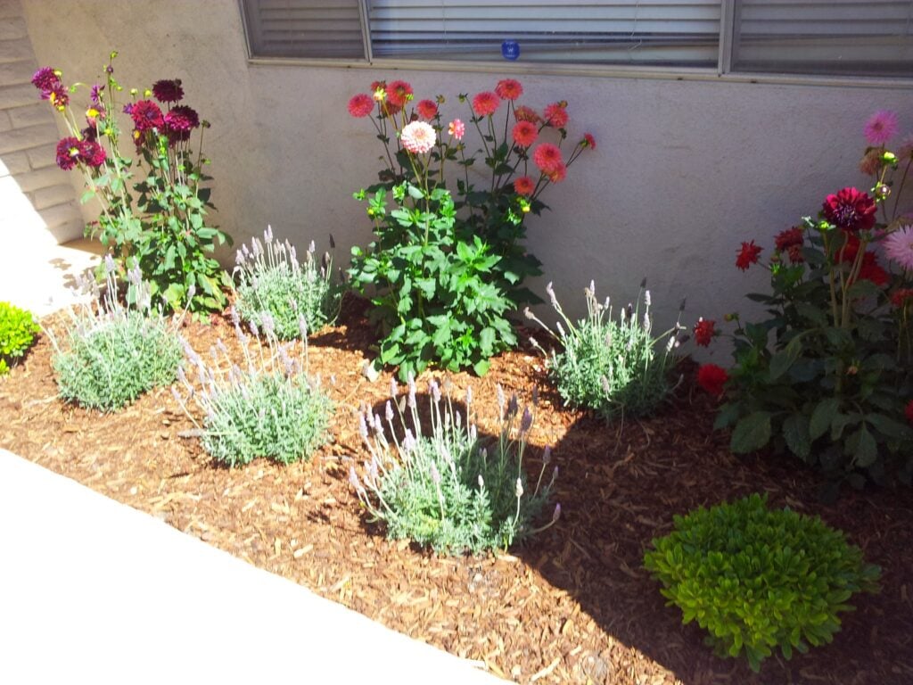 Colorful flower garden beds with flowering plants and fresh landscaping on a house exterior by Casa Landscape Maintenance