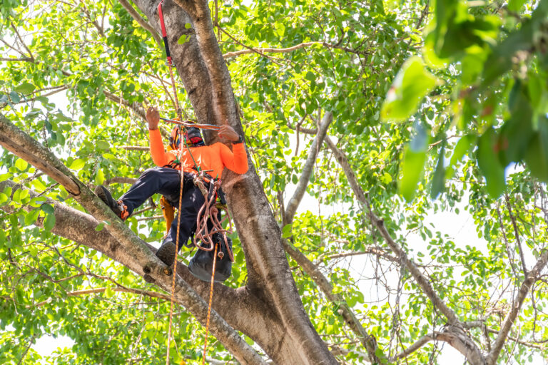 Tree Service