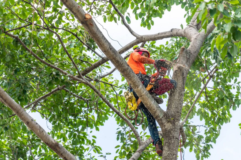 Man Tree Trimming