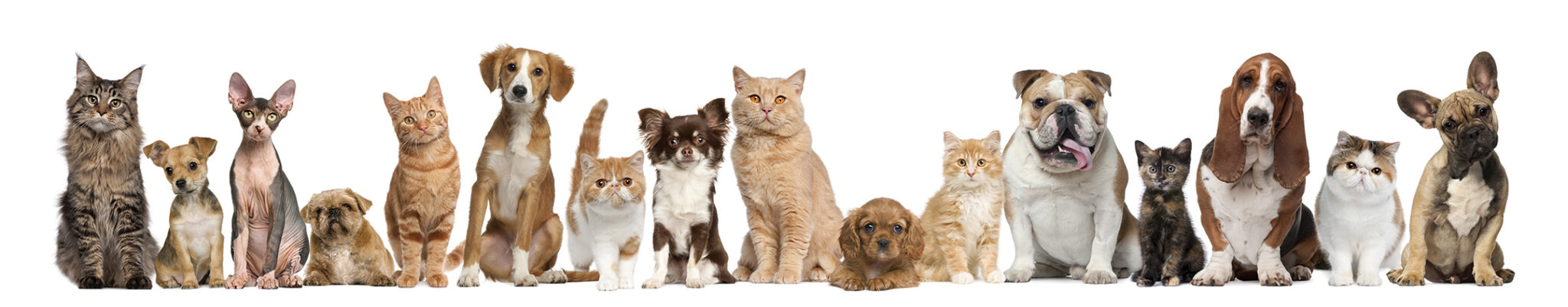 Pampered Pets Grooming and Resort