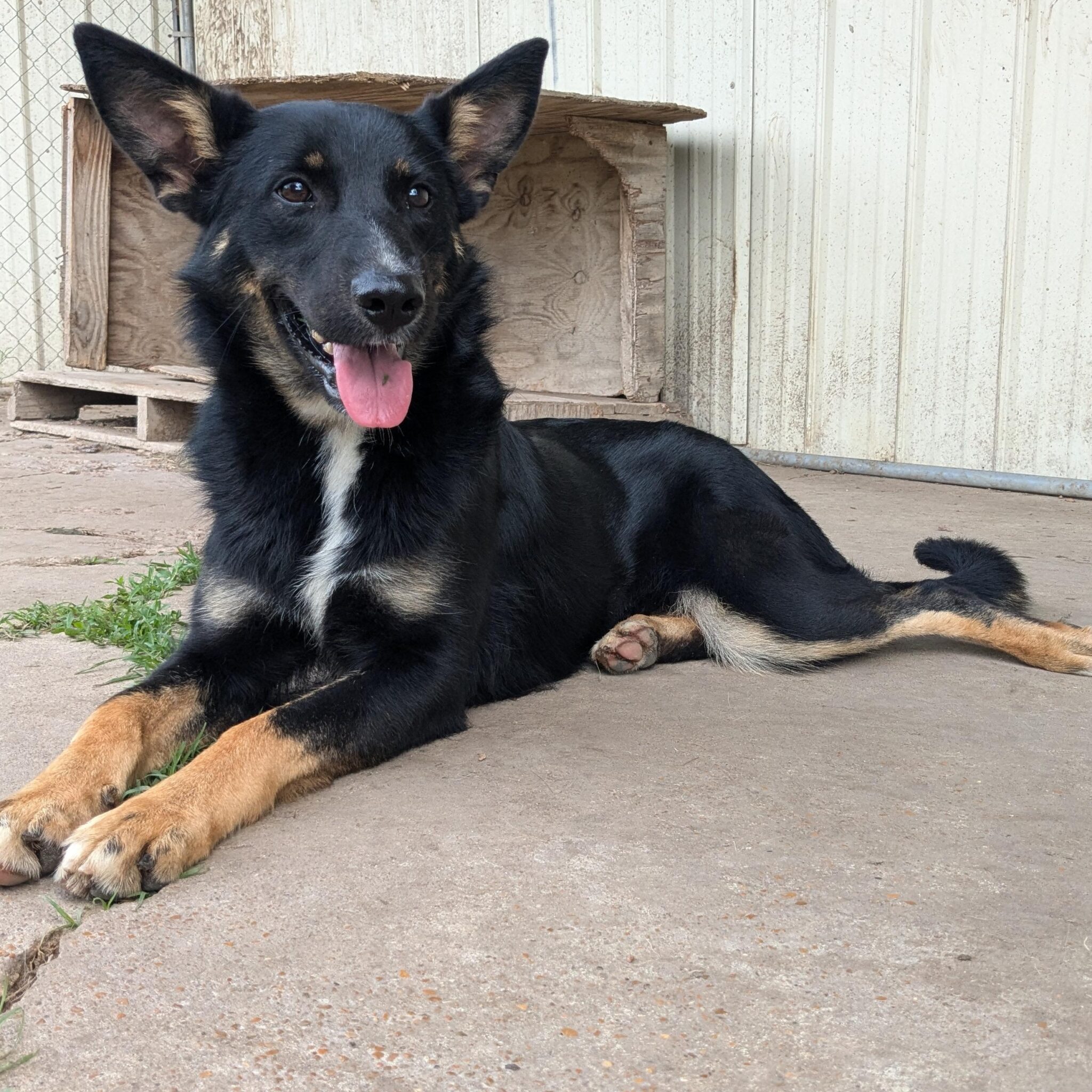Heidi