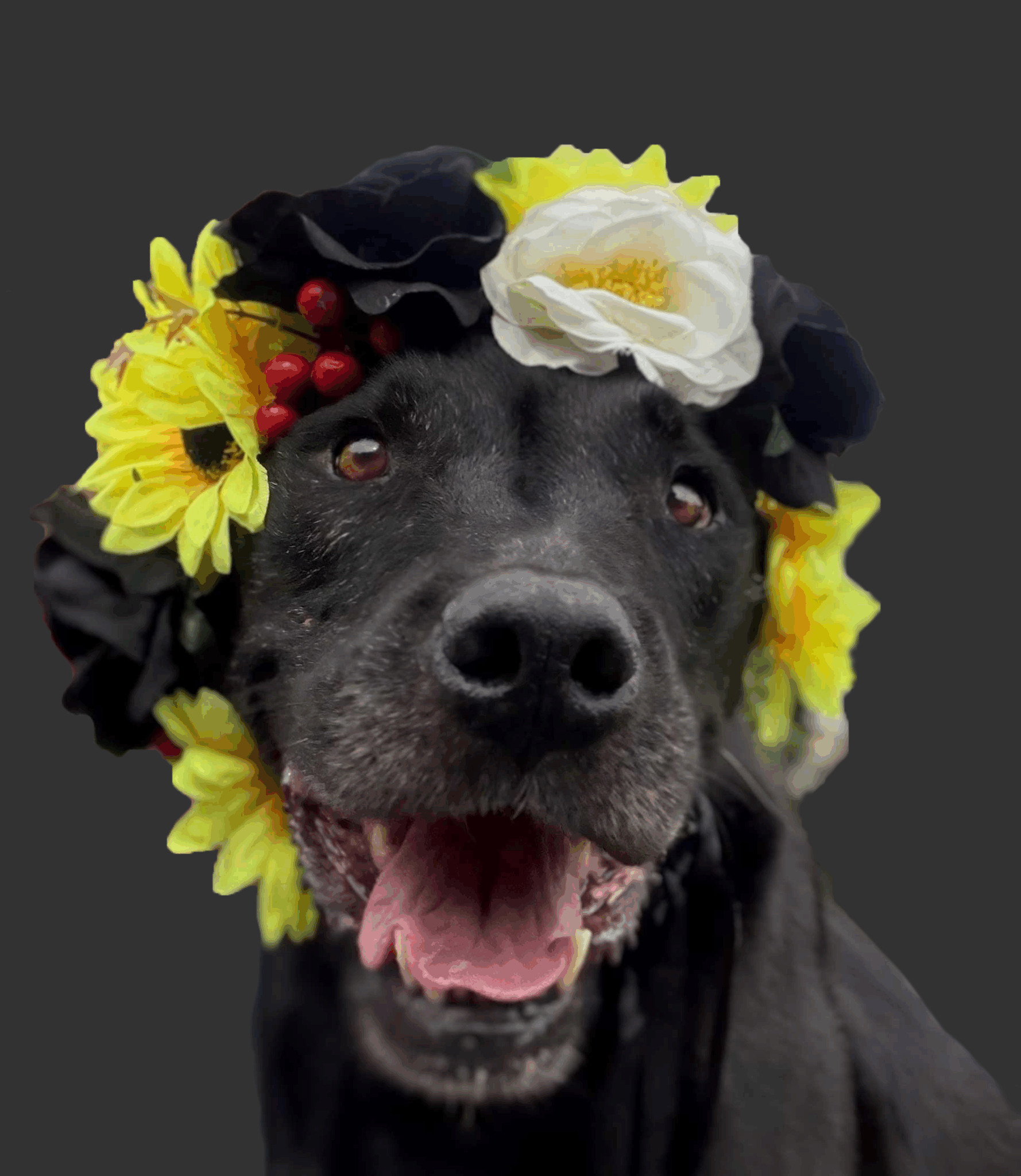 Adoptable animals at Jackson County Humane Society