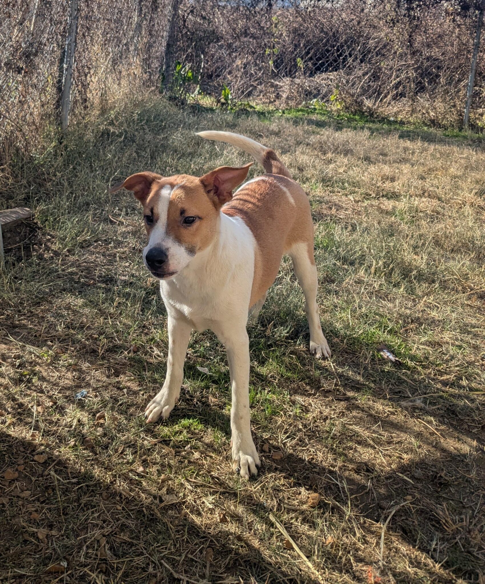 Tan and white dog with a brown puppy standing outdoors on grass at the Jackson County Humane Society