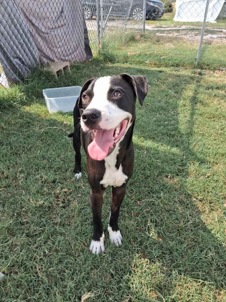 Happy black-and-white dog with tongue out standing on grass at Jackson County Humane Society