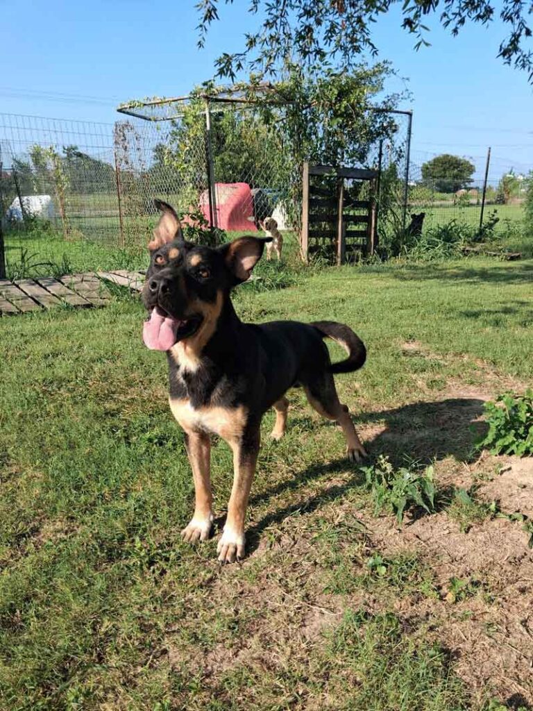 Black and tan dog standing outdoors in a fenced yard with other dogs in the background