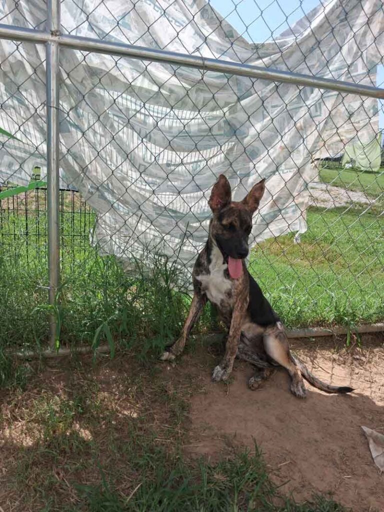 Adoptable dog at Jackson County Humane Society behind a chain-link fence