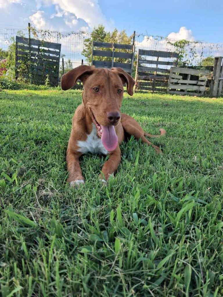 Brown dog running and playing in a grassy yard at Jackson County Humane Society