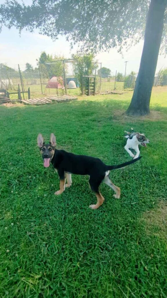 Jackson County Humane Society dogs playing outdoors in a grassy yard