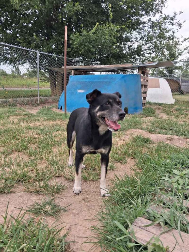 Black and white dog standing outdoors at Jackson County Humane Society