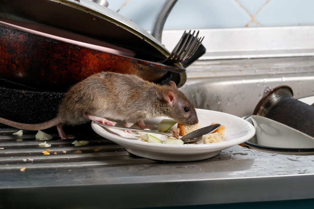 Shutterstock stock image of pest control truck on road