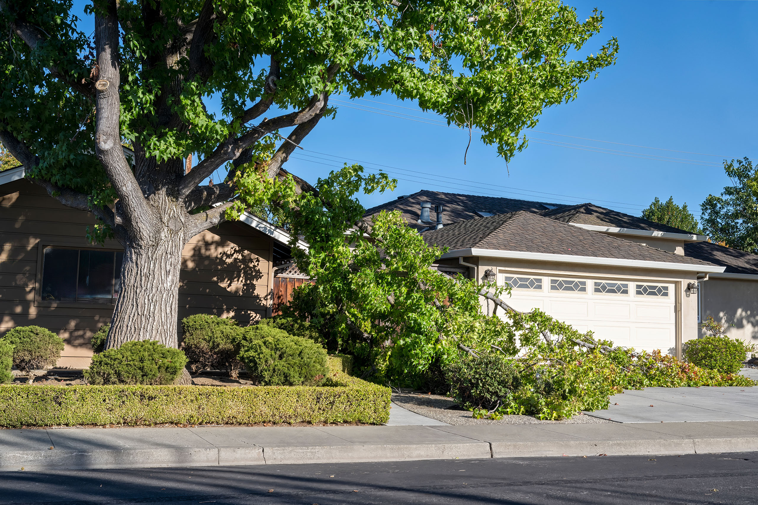 A person in a tree, pruning branches