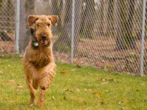 Photo of Dog Running inside Fence