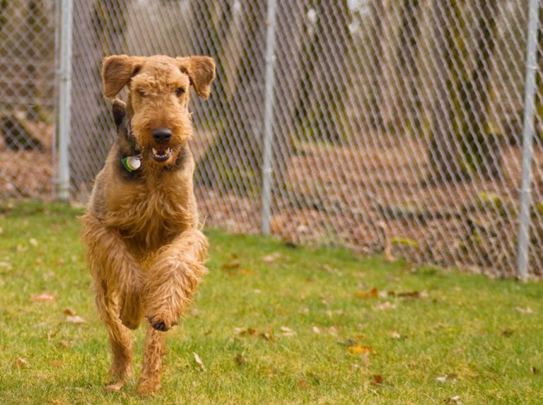 Photo of Dog Running inside Fence