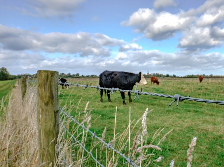 Photo of Cattle Herd behind Barbed Wire Fence