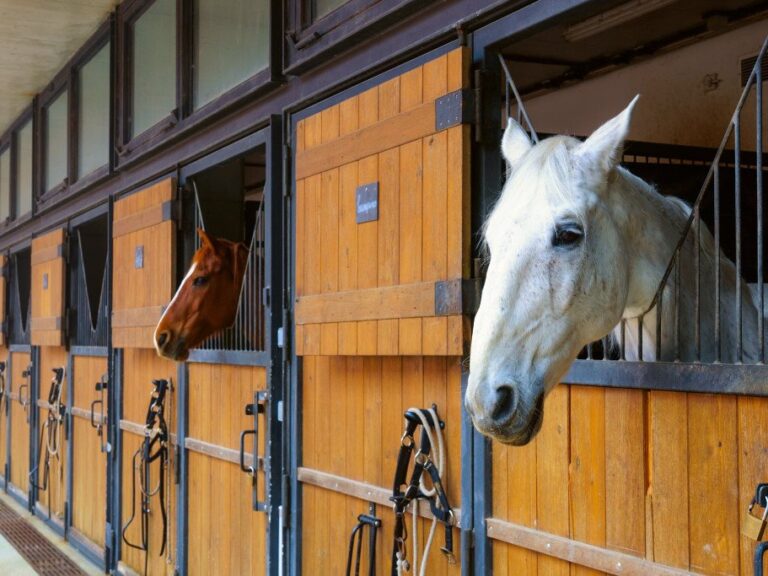 Photo of Horse in stable