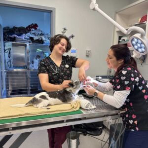 Dental Care at Sidney Animal Hospital