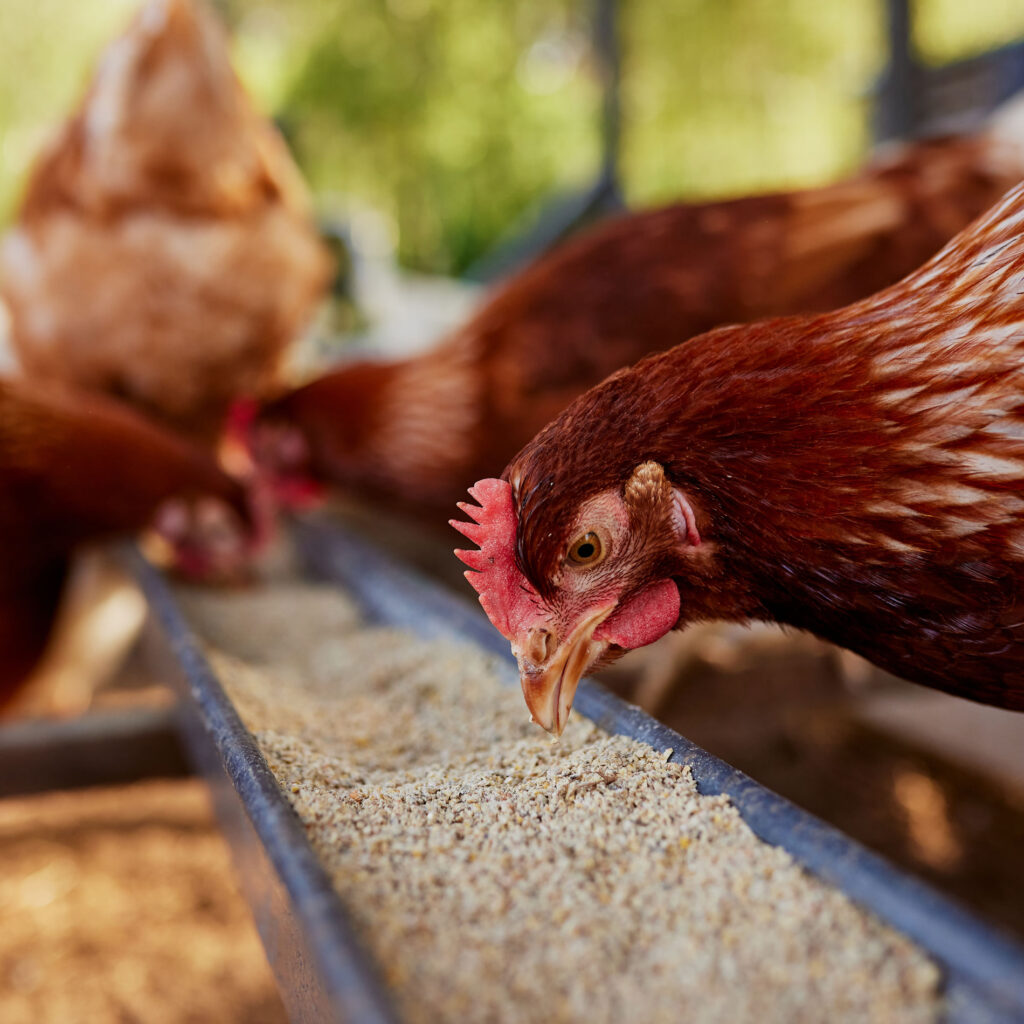 animal feed - chickens photo